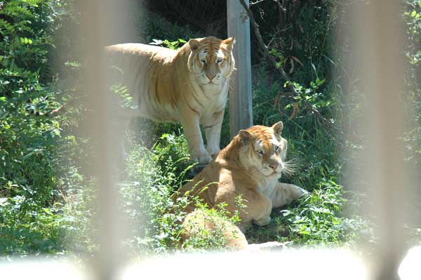 �O�����F�Ľ�