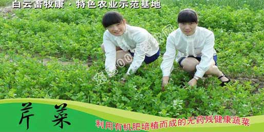 ��Ӫ001������