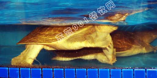 ��Ӫ001������