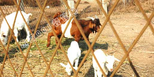 ��Ӫ001������