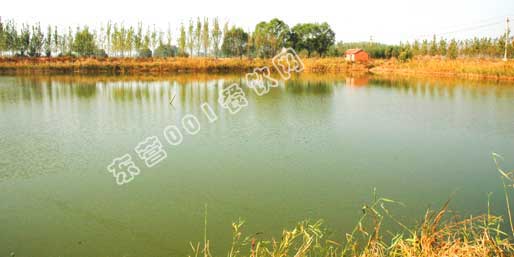 ��Ӫ001������