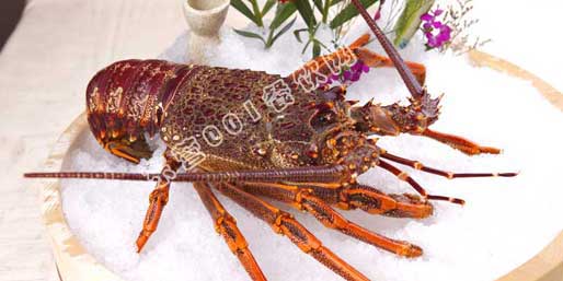 ��Ӫ001������